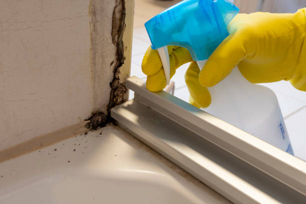 Best Biohazard Mold Removal  in Willcox, AZ